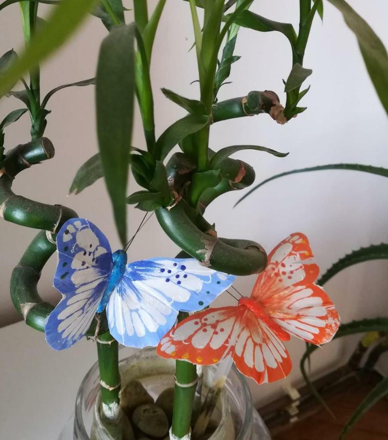 שיבניק Apartman Betty מראה חיצוני תמונה