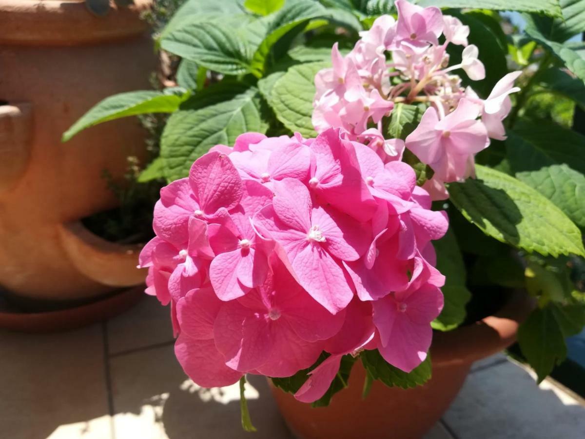 שיבניק Apartman Betty מראה חיצוני תמונה